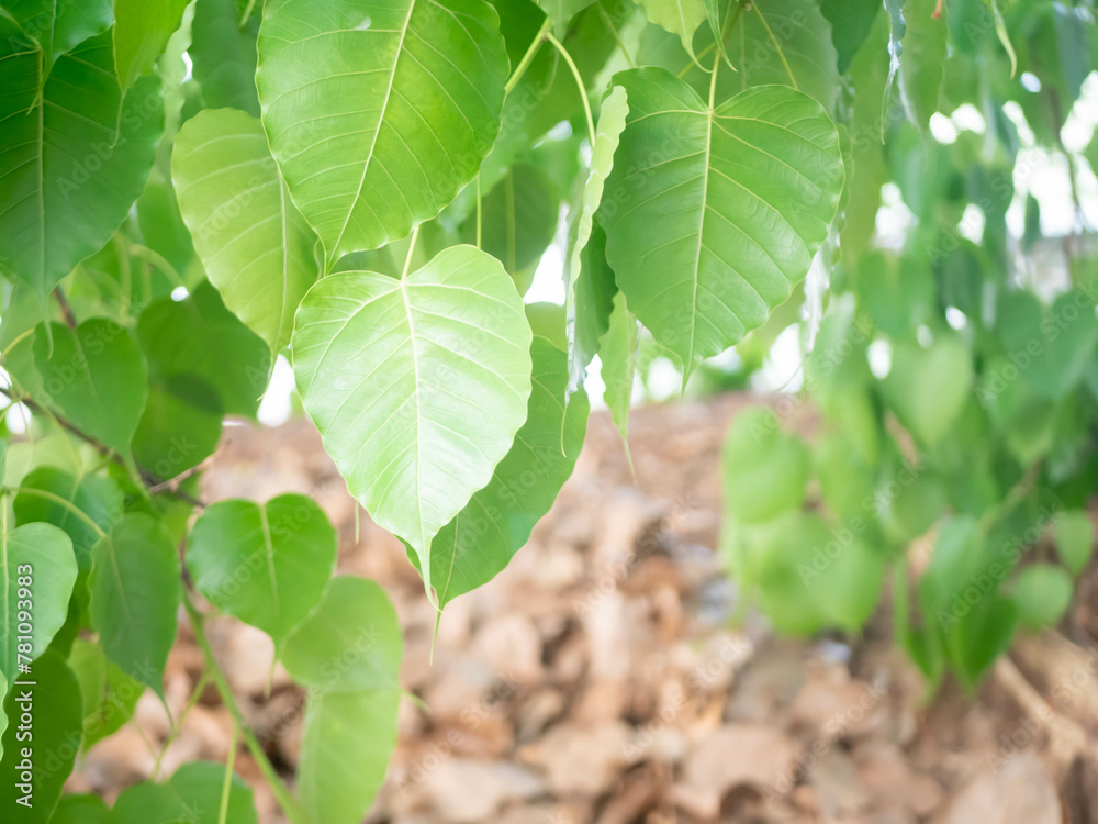 Obraz premium Green Bodhi leaves flutter back and forth.