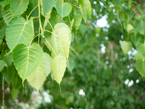 Green Bodhi leaves flutter back and forth.