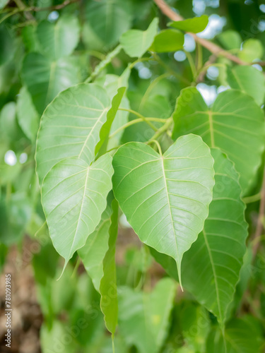 Green Bodhi leaves flutter back and forth.