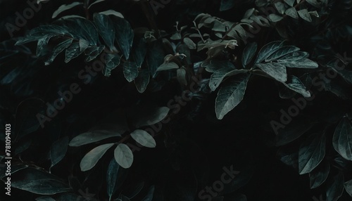 tropical forest foliage plants bushes dark night