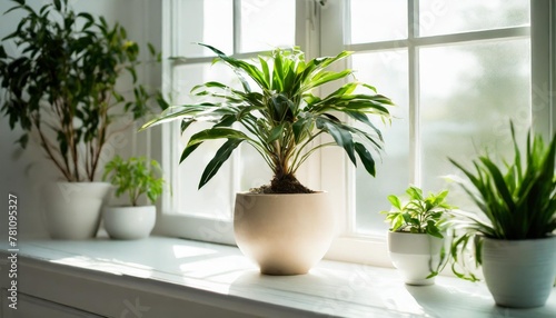 indoor serenity green potted plant on table adds life to modern decor houseplant elegance stylish touch of nature in white interior nature corner fresh green on cozy windowsill