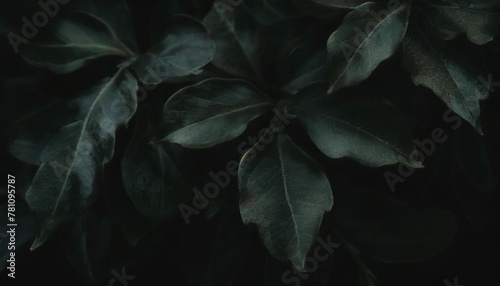 green foliage texture © Robert