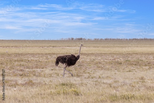 Picture of a running ostrich on open savannah in Namibia during the