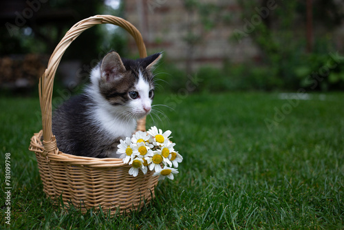 gray and white cute kitten sits in a wicker basket, which is decorated with several white daisies. Cat childhood, beautiful postcards, harmony of nature, tenderness © Anna