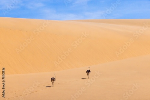 Picture of two running ostrich on a sand dune in Namib desert during the day