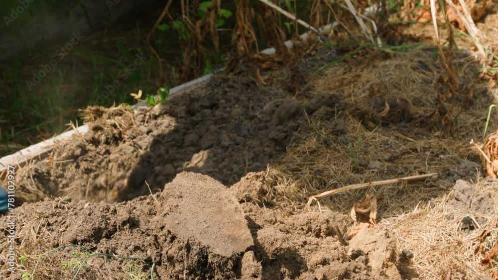 Digging with a shovel and searching for potatoes in the soil, close-up Digging with a shovel and searching for potatoes in the soil, close-up