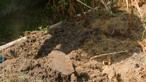 Wallpaper Mural Digging with a shovel and searching for potatoes in the soil, close-up Torontodigital.ca