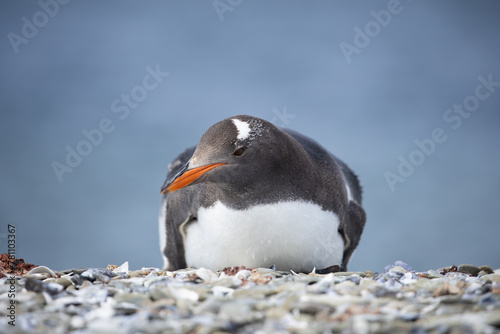 A Gentoo Penguin (pygoscelis papua) laying on the beach.