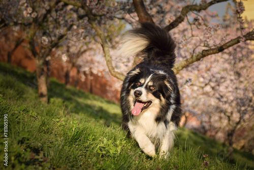 Spring photo of border collie, who is running in nature. Flowering trees in the Prague