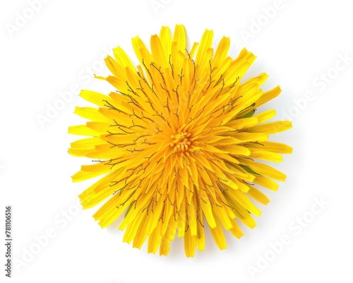 Isolated Yellow Dandelion Flower on White Background. Top View Close Up of Spring Floral Blossom with Blowball