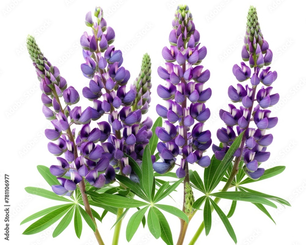 Obraz premium Purple Blooming Lupinus Polyphyllus Flower Isolated on White Background in Spring