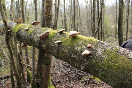 Champignons sur tronc