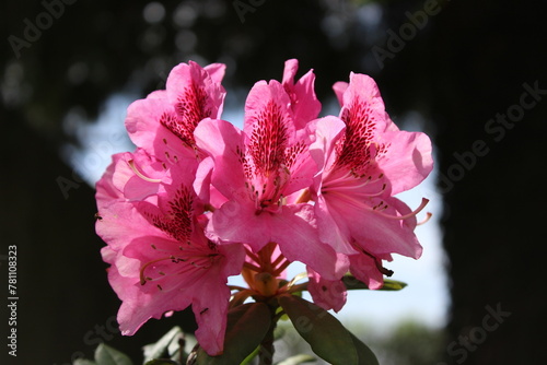 Rhododendron Macrophyllum