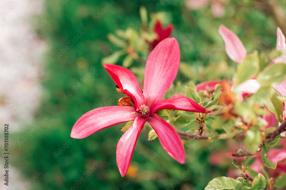 Pink magnolia flowers on a tree, selective focus Pink magnolia flowers on a tree, selective focus