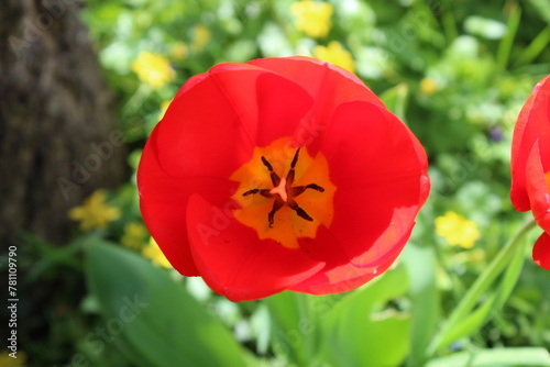 Tulipe orange
