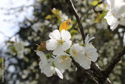 Cerisier en fleurs
