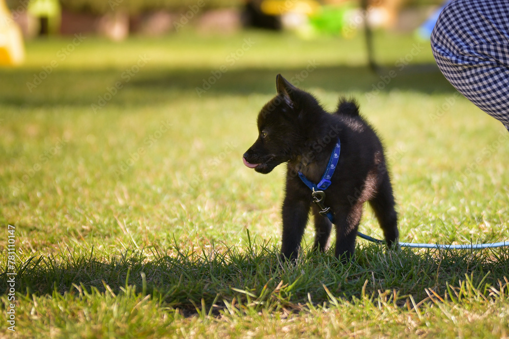 Dog is running in grass. She has so nice face. She is so patient model. Dog is running in grass. She has so nice face. She is so patient model.