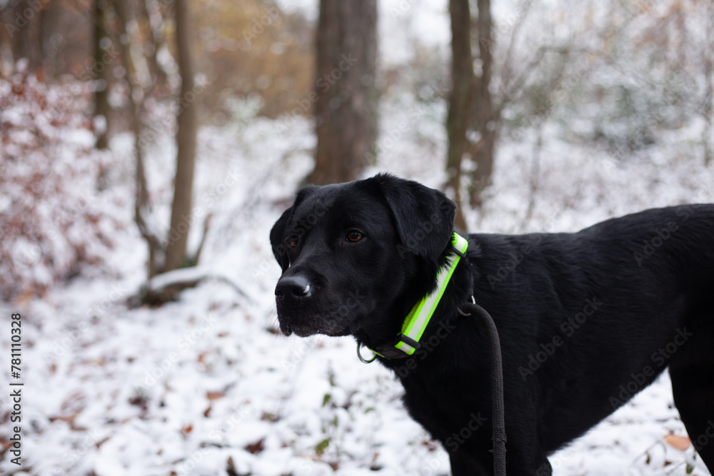 Black labrador retriever dog with green collar in winter forest.