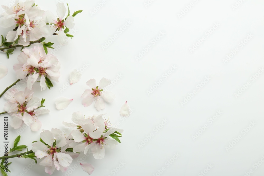 Spring tree branches with beautiful blossoms on white background, flat lay. Space for text