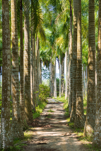 Palm tree jungle near Muse Lake in Qiongzhong  Hainan  China