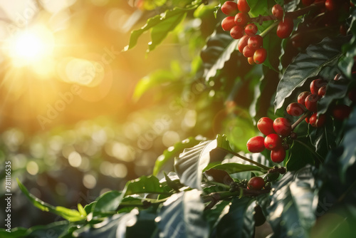 branch of ripe red coffee beans growing on plantation with sunshine photo