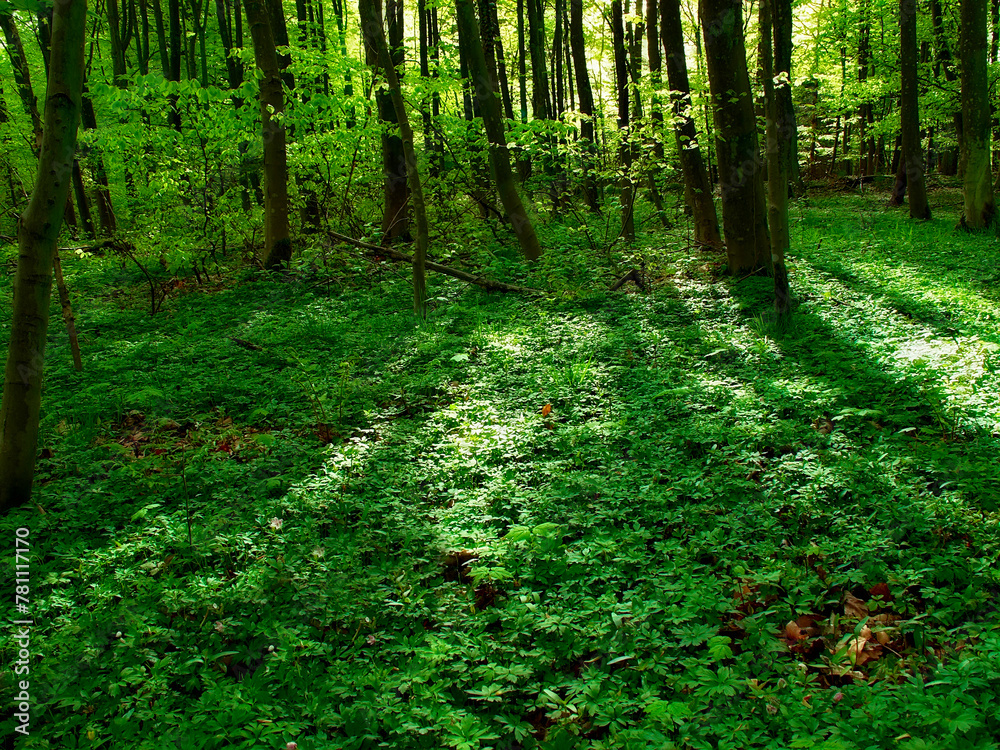 Obraz premium Environment, landscape and nature with trees in summer for conservation or sustainability of ecosystem. Earth, jungle and location with rainforest or woods for adventure, exploration and hiking