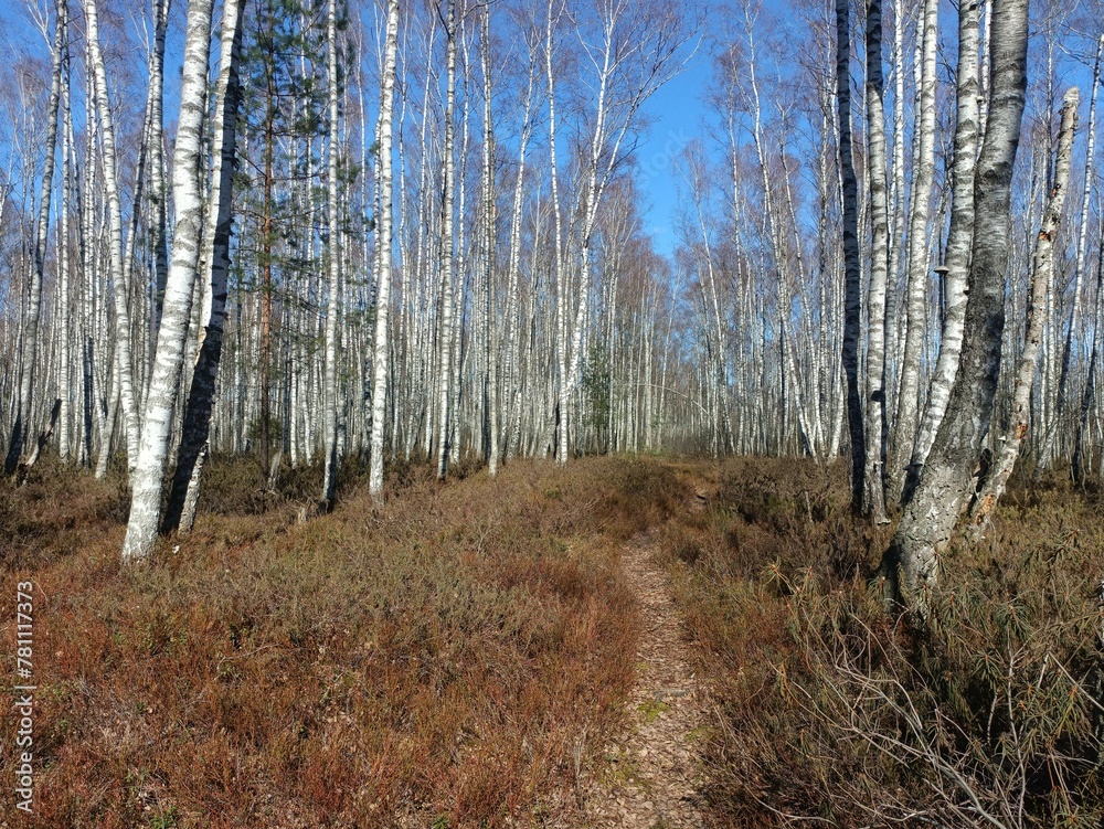 Rekyva forest during sunny early spring day. Pine and birch tree woodland. Blueberry bushes are growing in woods. Sunny day. Early spring season. Nature. Rekyvos miskas. Rekyva forest during sunny early spring day. Pine and birch tree woodland. Blueberry bushes are growing in woods. Sunny day. Early spring season. Nature. Rekyvos miskas.