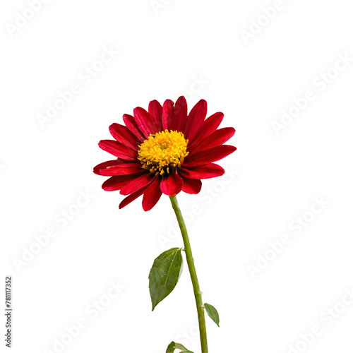 red gerber daisy isolated on white