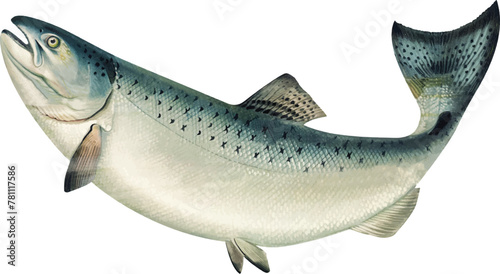 California salmon illustration. Salmon logo.