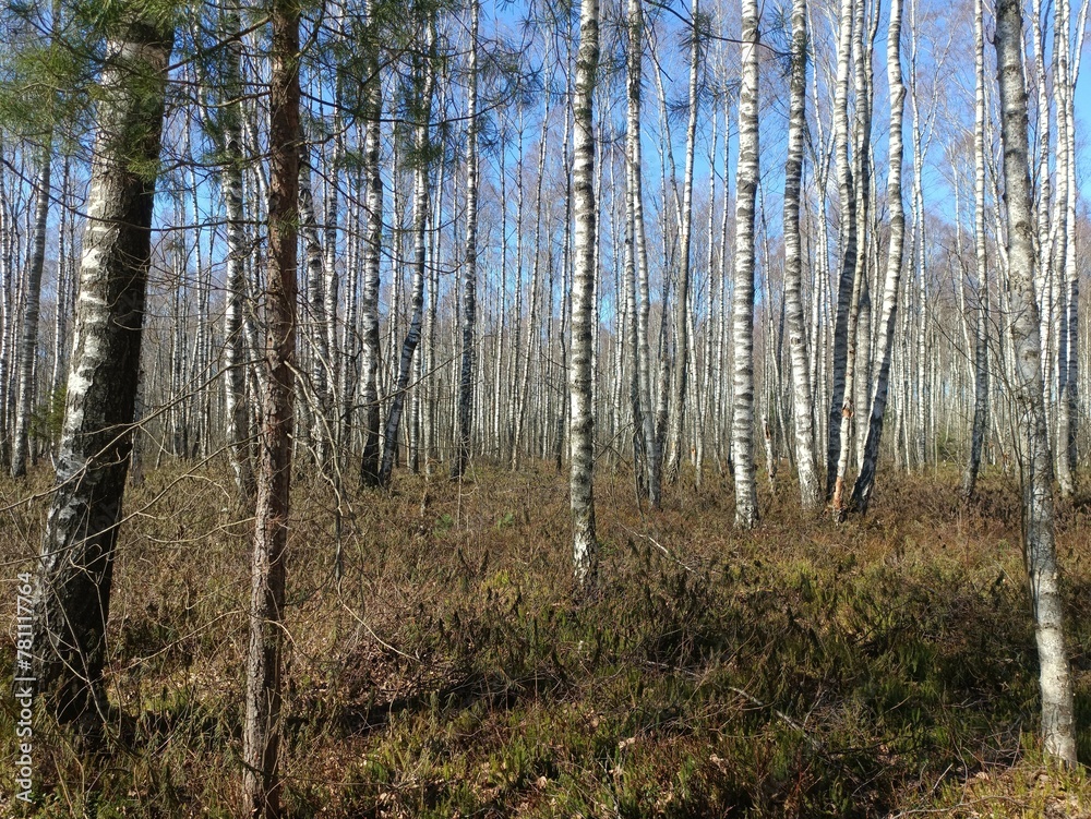 Rekyva forest during sunny early spring day. Pine and birch tree woodland. Blueberry bushes are growing in woods. Sunny day. Early spring season. Nature. Rekyvos miskas. Rekyva forest during sunny early spring day. Pine and birch tree woodland. Blueberry bushes are growing in woods. Sunny day. Early spring season. Nature. Rekyvos miskas.