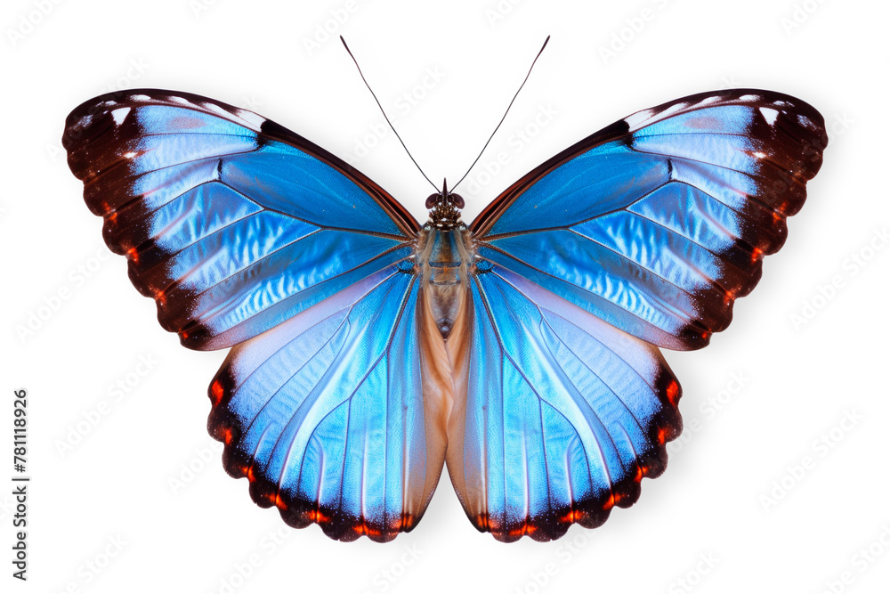 Beautiful Blue Morpho butterfly isolated on a white background with clipping path