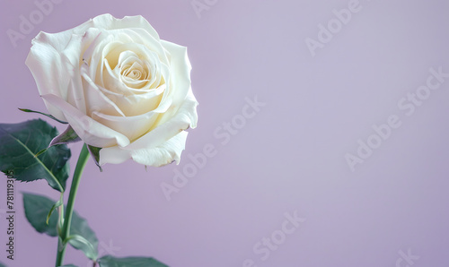 white roses with empty space for text lavender background  Generative AI