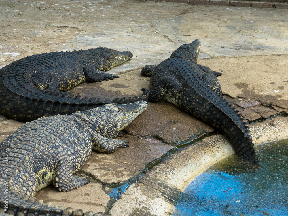 Fototapeta premium Crocodiles in captivity. Farm-sourced crocodile leather. Leather industry. Otjiwarongo Crocodile Farm. Namibia, Africa