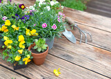 viola and carnation plants in flowerpots with gardening tools on wooden table in terrace