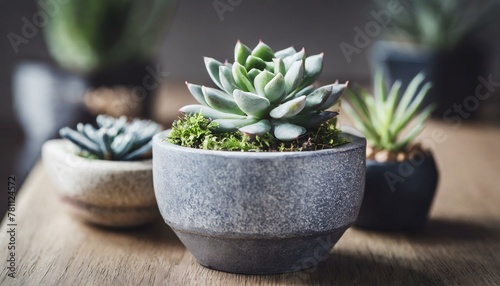 set of cactus in pots, wallpaper collection Set of different mixed cactus and succulents types of small mini plant in modern ceramic nordic vase pot as furniture cutouts isolated