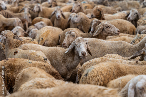 Herd of sheep on desert in Ninh Thuan province, Vietnam © CravenA