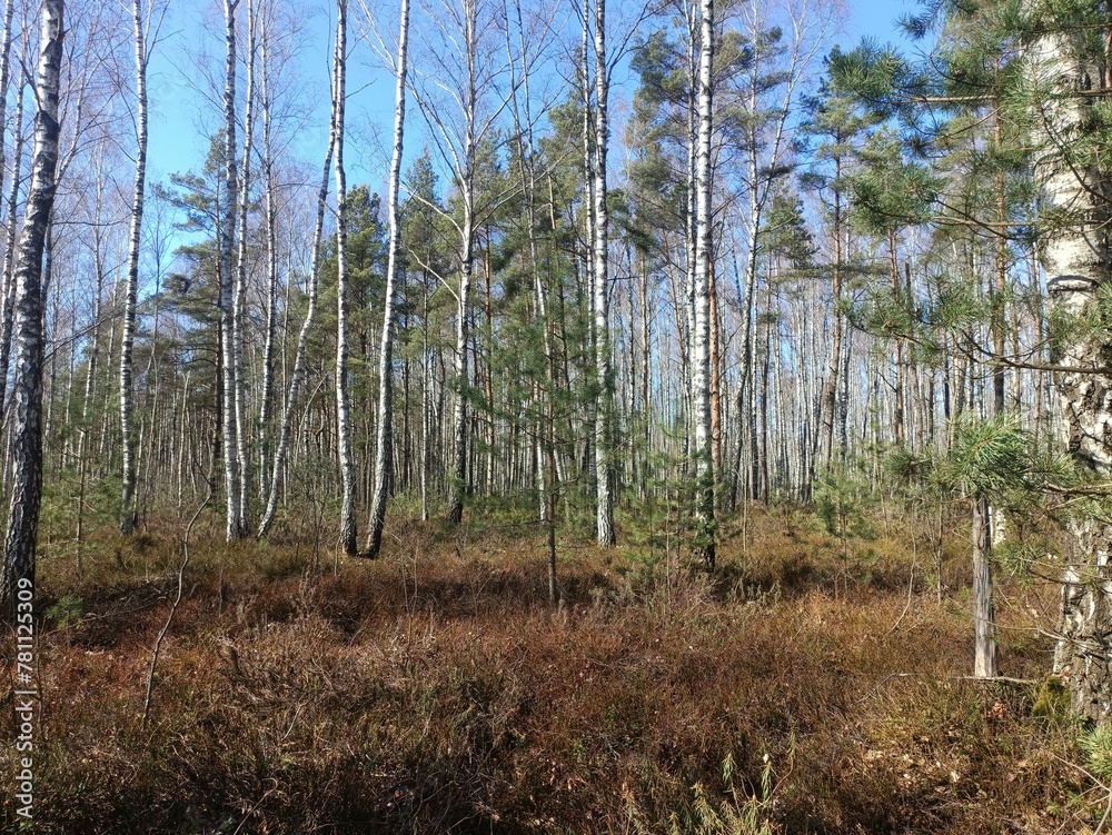 Rekyva forest during sunny early spring day. Pine and birch tree woodland. Blueberry bushes are growing in woods. Sunny day. Early spring season. Nature. Rekyvos miskas. - obrazy, fototapety, plakaty 