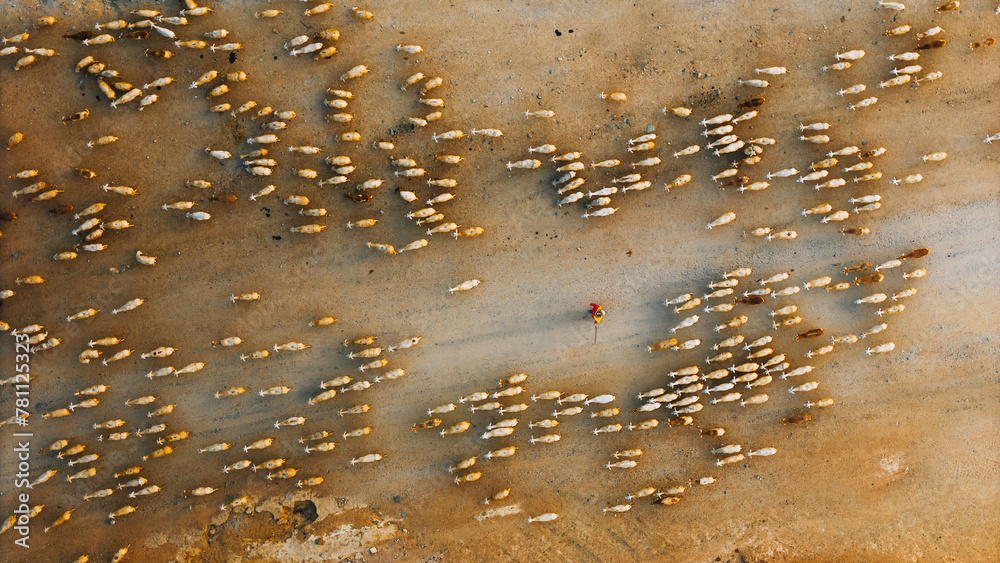 A local woman and a large sheep flock returning to the barn in the sunset, after a day of feeding in the mountains in Ninh Thuan Province, Vietnam. A local woman and a large sheep flock returning to the barn in the sunset, after a day of feeding in the mountains in Ninh Thuan Province, Vietnam.