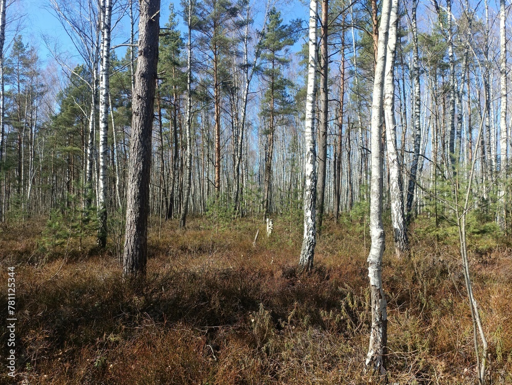 Rekyva forest during sunny early spring day. Pine and birch tree woodland. Blueberry bushes are growing in woods. Sunny day. Early spring season. Nature. Rekyvos miskas. Rekyva forest during sunny early spring day. Pine and birch tree woodland. Blueberry bushes are growing in woods. Sunny day. Early spring season. Nature. Rekyvos miskas.