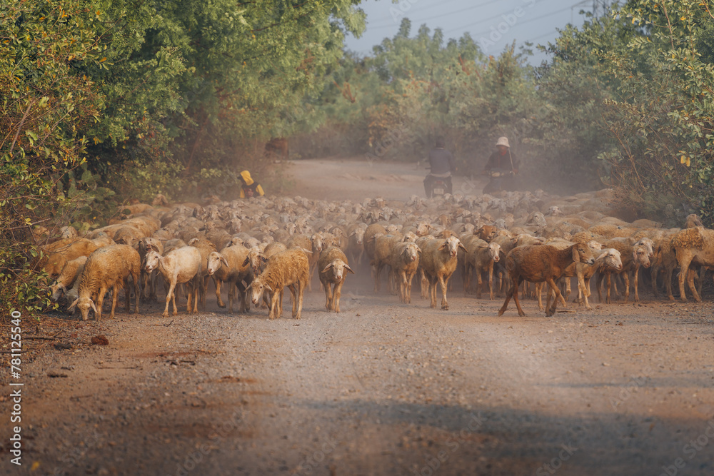 Naklejka premium Herd of sheep on desert in Ninh Thuan province, Vietnam