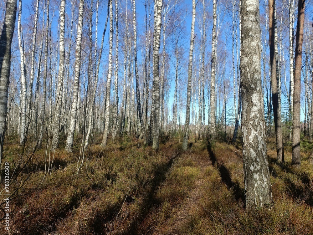 Rekyva forest during sunny early spring day. Pine and birch tree woodland. Blueberry bushes are growing in woods. Sunny day. Early spring season. Nature. Rekyvos miskas. Rekyva forest during sunny early spring day. Pine and birch tree woodland. Blueberry bushes are growing in woods. Sunny day. Early spring season. Nature. Rekyvos miskas.