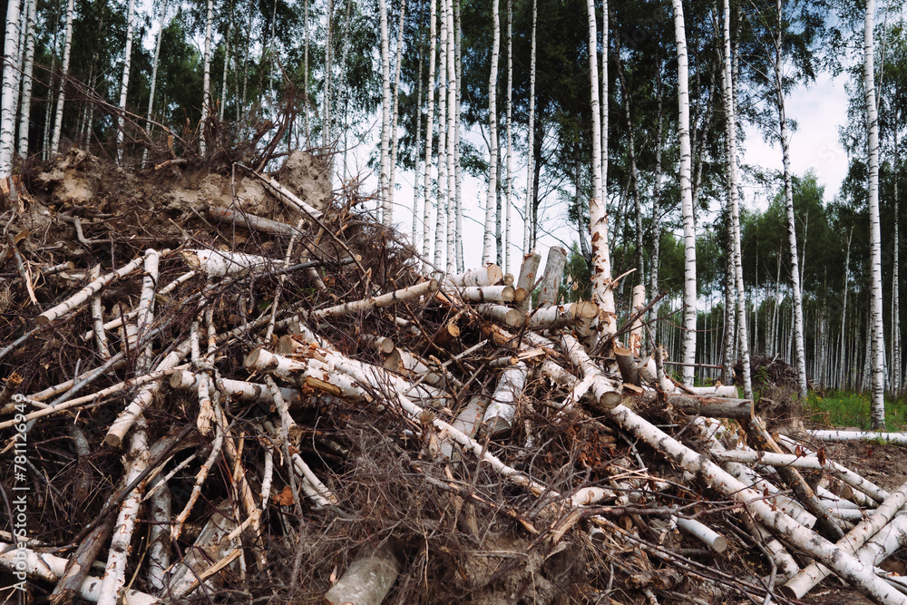 Fototapeta premium A bunch of cut down trees, the concept of cutting down trees, ecology.