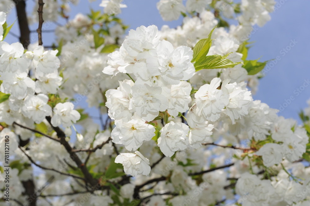 White sakura cherry flowers in full bloom and blossom with beautiful petals on a sunny day with blue sky in spring