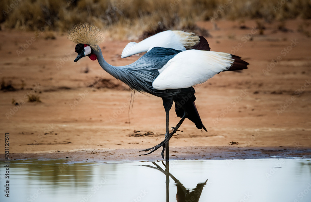 Fototapeta premium Common crane in the African savannah