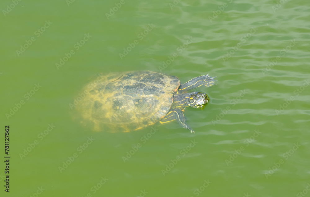 Obraz premium Close-up of the Florida turtle