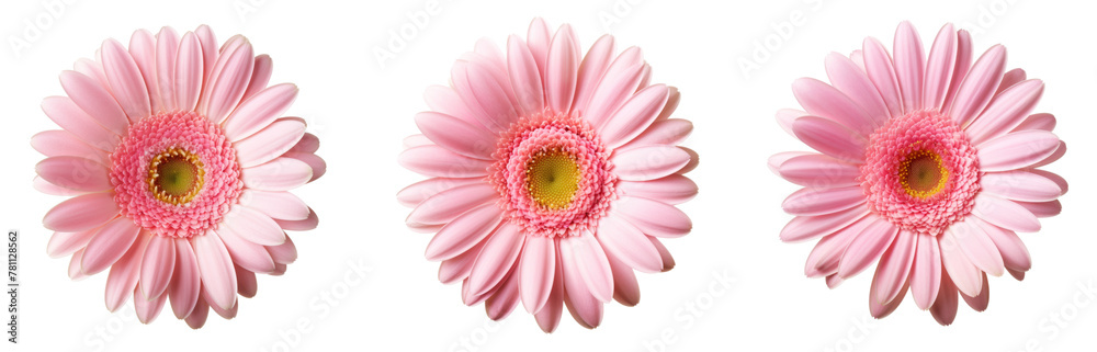 Pink gerbera flower isolated on white background Pink gerbera flower isolated on white background