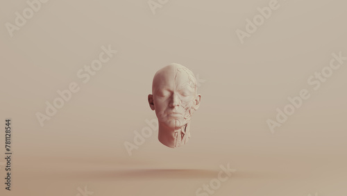 Ecorche study muscles without skin anatomical head neutral backgrounds soft tones beige brown front view 3d illustration render digital rendering