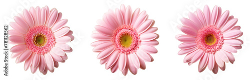 Pink gerbera flower isolated on white background © SnapSale Studio