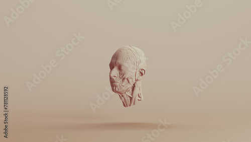 Ecorche study muscles without skin anatomical head neutral backgrounds soft tones beige brown front left view 3d illustration render digital rendering