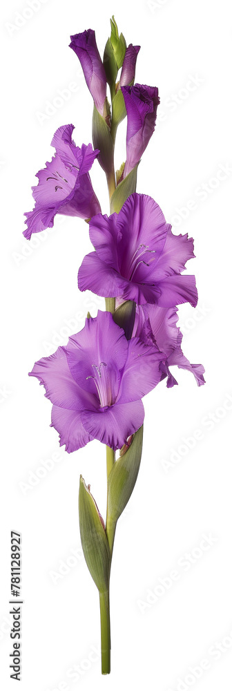Purple gladiolus flowers isolated against white Purple gladiolus flowers isolated against white